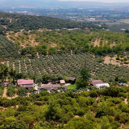 Casa Del Olivia Seferihisar